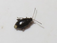 Phyllotreta nigripes