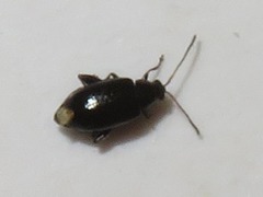 Phyllotreta nigripes