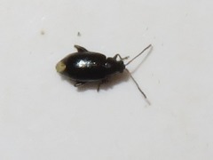 Phyllotreta nigripes