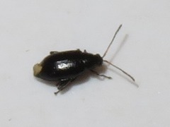 Phyllotreta nigripes
