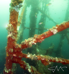 Corynactis australis