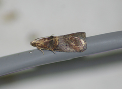 Acrobasis caryalbella