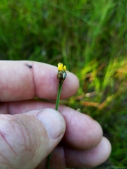 Xyris ambigua