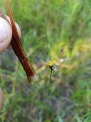 Xyris ambigua
