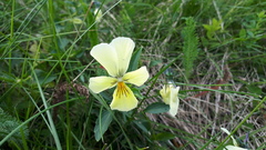 Viola lutea sudetica