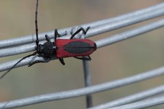 Purpuricenus kaehleri