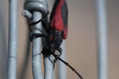 Purpuricenus kaehleri