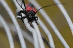 Purpuricenus kaehleri