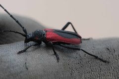 Purpuricenus kaehleri