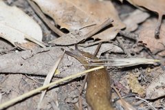 Testacella haliotidea