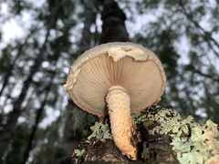 Pholiota heteroclita