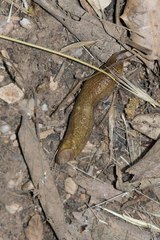 Testacella haliotidea