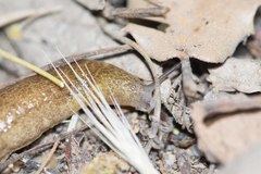 Testacella haliotidea