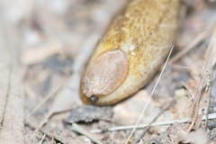 Testacella haliotidea