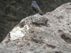 Phoenicurus bicolor