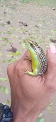 Dasia olivacea
