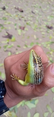 Dasia olivacea