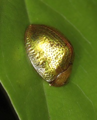 Hybosa