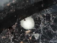 Latrodectus hasselti