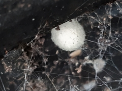 Latrodectus hasselti