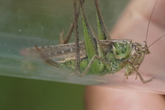 Platycleis albopunctata