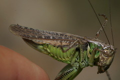 Platycleis albopunctata