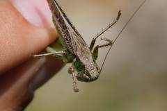 Platycleis albopunctata