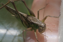 Platycleis albopunctata