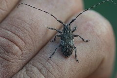 Mesosa nebulosa