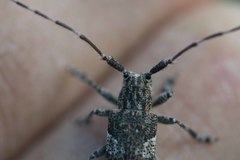 Mesosa nebulosa
