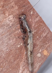 Raptrix occidentalis