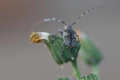 Mesosa nebulosa