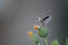 Mesosa nebulosa