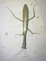 Stagmatoptera supplicaria