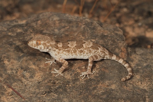 Banded Ground Gecko, Trachydactylus spatalurus