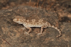 Trachydactylus spatalurus