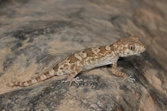 Trachydactylus spatalurus