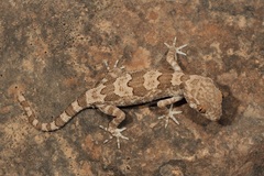 Trachydactylus spatalurus