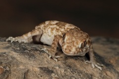 Trachydactylus spatalurus