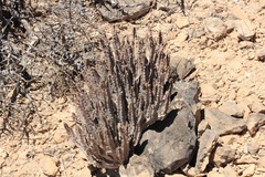 Desmidorchis arabica