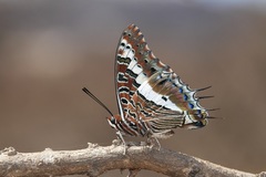 Charaxes hansali