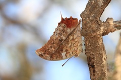 Charaxes varanes