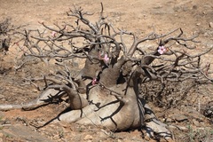 Adenium obesum