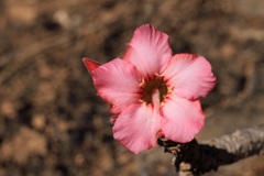 Adenium obesum