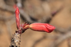 Adenium obesum