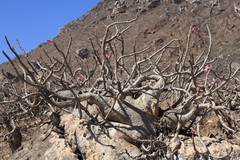 Adenium obesum