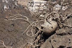Adenium obesum