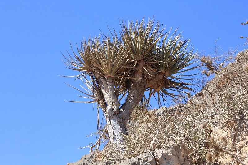 Arabian Dragon Tree (Dracaena serrulata)  iNaturalist