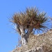 Arabian Dragon Tree - Photo (c) dhfischer, some rights reserved (CC BY-NC), uploaded by dhfischer