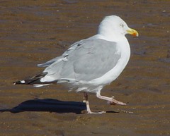 Larus argentatus